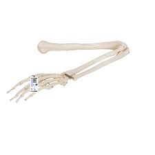 This bone runs down from the shoulder socket and joins the radius and ulna at the elbow. Human Arm Skeleton Model Wire Mounted 3b Smart Anatomy 1019371 3b Scientific A45 Hand And Arm Skeleton Models Human Bone Model Extremities Arm And Hand Teaching Models Skeleton Hand Skeleton Arm