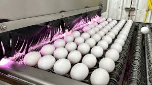 Why are eggs so expensive? : NPR