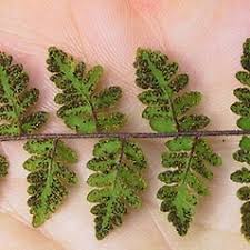 Image result for Cheilanthes involuta