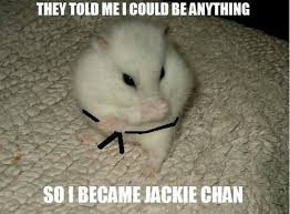 My Karate Spirit Guide Funny Animal Memes Funny Hamsters Cute Animal Memes