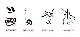 Dog Worms What To Do And How To Identify Them Naturpet