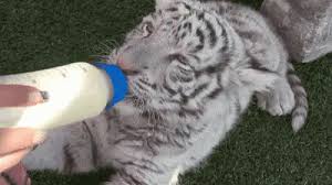 Cast:adarsh gourav, priyanka chopra, rajkummar rao. White Tiger Gifs Tenor