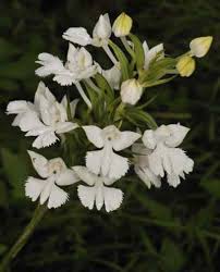 Image result for Habenaria subarmata