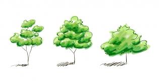 Esto Es Todo Lo Que Un Arbol Puede Decir De Tu Personalidad Bioguia