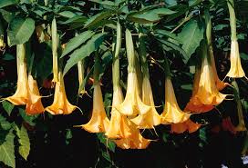 Image result for Brugmansia aurea