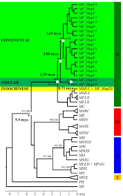 Concentration camps holocaust experience essays. Evolutionary Pattern Of Macaca Fascicularis In Southeast Asia Inferred Using Y Chromosomal Gene Springerlink