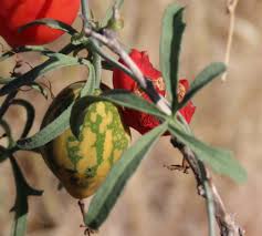 Image result for Trochomeria hookeri