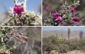 Image result for Dichilus lebeckioides