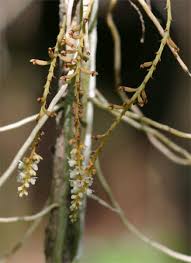 Image result for Microcoelia corallina