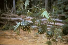 Image result for Lagenaria sphaerica