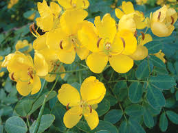 Image result for Senna floribunda