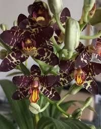 Image result for Ansellia