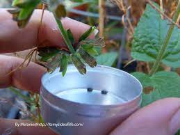 Identifying Flowers – Scarlet Sage | It's My Side of Life