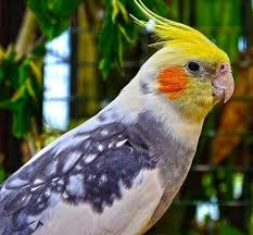 An ordinary pied carries clear areas of white or yellow , with flashes of grey in some areas. Cockatiel Genetics Cockatiels As Pets