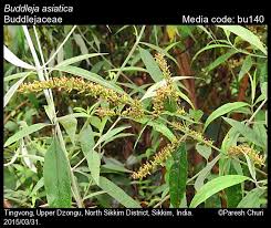 Image result for Buddleja asiatica