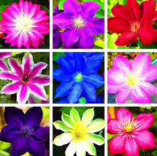Clematis seeds how to grow. Topmountain Clematis Flower Seeds 100pcs Climbing Plants Seeds Beautiful Mixed Color Garden Supplies Easy To Grow Buy Online In Bosnia And Herzegovina At Bosnia Desertcart Com Productid 69737685