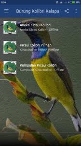 Mengenal ciri burung kolibri kelapa harga dan suara. Suara Burung Kolibri Kelapa Mp3 For Android Apk Download