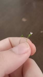 Image result for Oldenlandia hockii