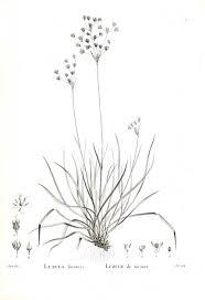 Black And White Plants Drawing Botanical Black And White Ground Cover 2 Botanical Illustration Black And White Plant Drawing Plant Illustration