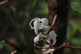 Image result for Ancylobothrys