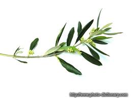 Olive Tree Branch As Peace Monuments With Images Olive Tree Tattoos Tree Branch Tattoo Olive Tree