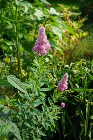 Image result for Spiraea billardii