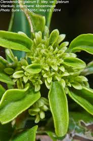 Image result for Volkameria glabra