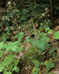 Image result for Triainolepis sancta