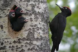 Vogel Bestimmen Spechte Im Vergleich Nabu Schwarzspecht Specht Vogelarten