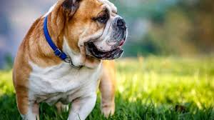 Thanks to our penchant for relentless killing combined with this species is extinct. Bulldog Dog Breed Information Characteristics Daily Paws