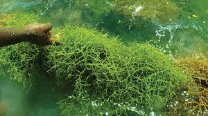 Maybe you would like to learn more about one of these? Rumput Laut Tanaman Laut Bernilai Ekonomi Tinggi Greeners Co