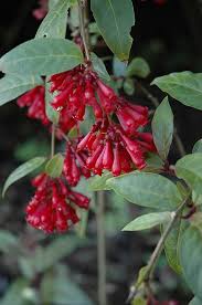 Image result for Cestrum