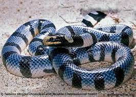 Blue Lipped Sea Krait Google Search Sea Krait Blue Lips Animals