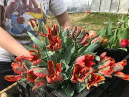 This business listing is provided by Belvedere Farm