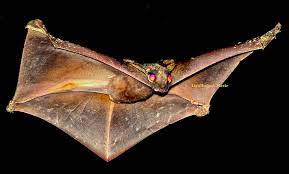 Their closest evolutionary relatives are primates. Colugo Gliding Rare Animals Mammals Animals