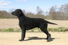 Oldest and tallest of the retriever breeds. Curly Coated Retriever Facts For Kids Pictures Puppies Temperament Breeders Price Animals Adda