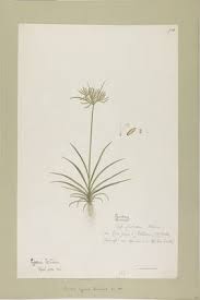 Image result for Pycreus flavidus