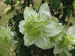 Shoaling, keep in groups larger. Green Flowers For Gardens And Arrangements Dengarden