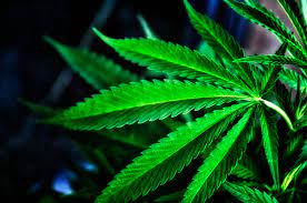 Gambar daur air dan penjelasannya; 143 Kg Ganja Seized In Malkangiri 2 Arrested Odisha Bytes
