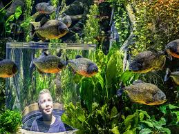 Free shipping on orders $50+ Wonders Of Wildlife National Museum Aquarium