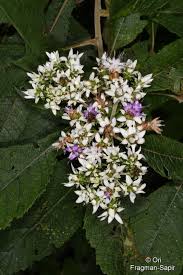 Image result for Vernonia ringoetii