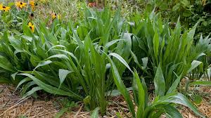 Image result for Pseudopodospermum hispanicum