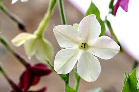 Image result for Nicolasia coronata