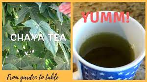Check spelling or type a new query. How To Make Mexican Chaya Tea Youtube