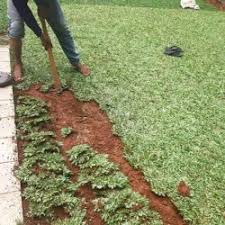 Kelebihan dari rumput ini adalah mudah ditanam pada jenis tanah apa saja. Jual Rumput Gajah Mini Varigata Terbaik Harga Murah August 2021 Cicil 0