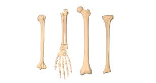 It also has thinner side walls at the base. Adam To Launch Human Trials Of 3d Printed Bone Bonezone