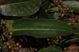 Image result for Ficus pseudomangifera