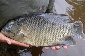 Cara Modern Ternak Ikan Gurame Cepat Besar Cepat Panen