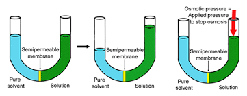 In this lab you will explore the processes of diffusion and osmosis. Osmosis Definition Types Examples Osmosis Vs Diffusion