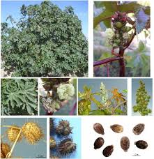 Image result for Ricinus